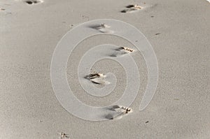Footmarks on the sandy beach.
