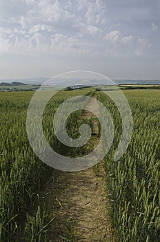 Footpath across farmland.