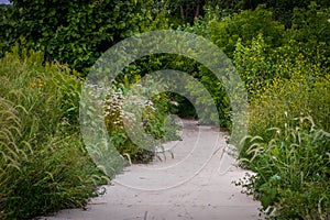 Footpath along lush wildflower garden