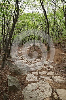 Footpath along the trail next to Beomeosa Temple in Busan