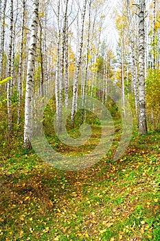 Footpath in autumn birch grove