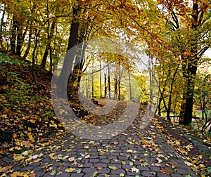 Footpath in autumn city park with yellow fallen leaves