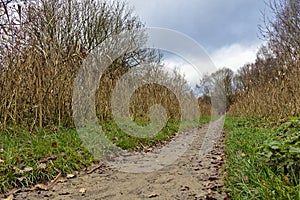 Footpath in autumn with dry reed and birch trees on both sides