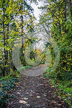 Footpath in the autumn forest