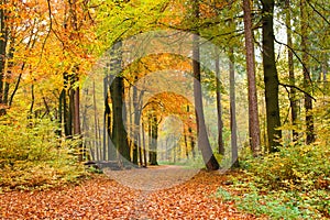 Footpath in autumn forest