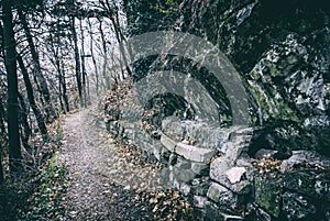 Footpath in the autumn forest, Nitra, analog filter