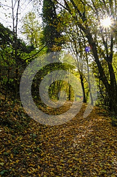 footpath in autumn forest with sunlight. Parco natural regionale dei Boschi di Carrega, Emilia-Romagna, Italy photo