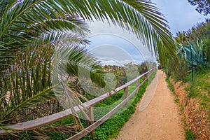 Footpath among beautiful green trees and passing under a date palm along the famous beach in Alvor, Algarve, Portugal