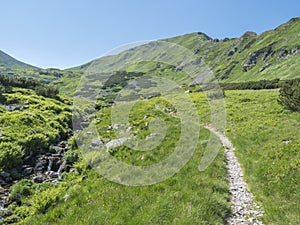 Footpath and beautiful mountain stream cascade flows between lush green fern leaves and yellow flowers, green meadow