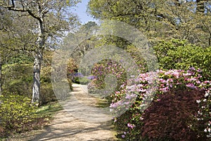 Footpath through beautiful trees and shrubs in Spr