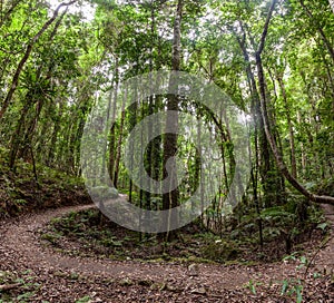 Footpath bend in rainforest.