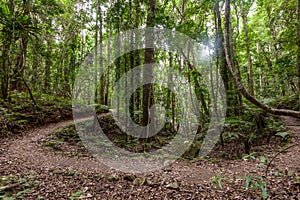 Footpath bend in temperate rainforest.