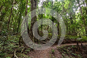 Footpath bend in temperate rainforest.