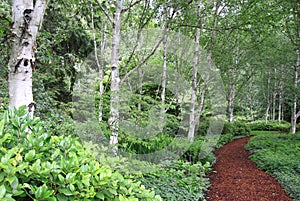 Footpath Through Birch Forest