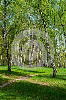 footpath in a birch grove