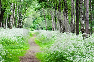 Footpath in a birchwood June day