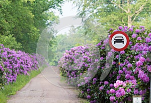 Footpath through blooming rhododendron flowers