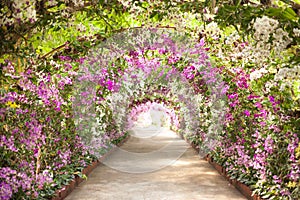 Footpath in a botanical garden with orchids lining the path