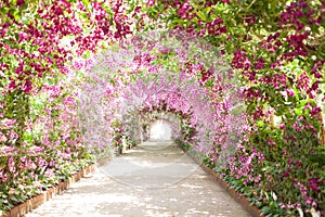 Footpath in a botanical garden with orchids lining the path