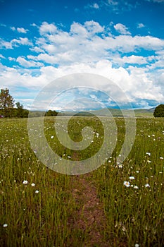 Footpath in camomile field