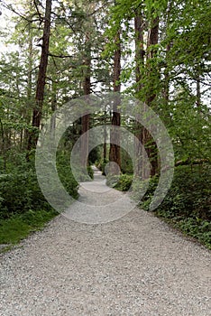 Footpath in Canadian forest