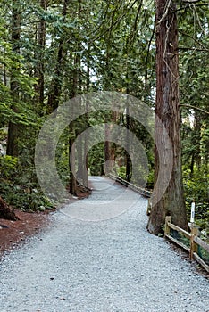 Footpath in Canadian forest