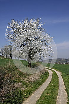 Footpath with cherry trees, Germany