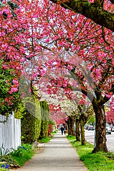 A footpath in the city with a blooming red cherry blossom and tr