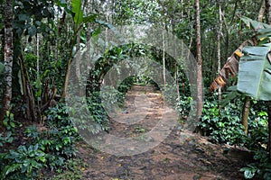 Footpath in coffee estate