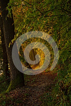 Footpath in colorful autumn forest