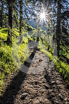 Chodník v ihličnatých lesoch, Vysoké Tatry, Slovensko