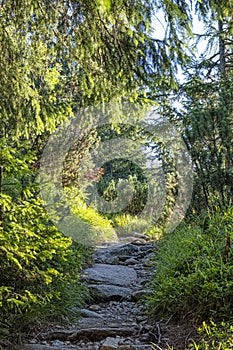 Footpath in coniferous forest, High Tatras mountains, Slovakia