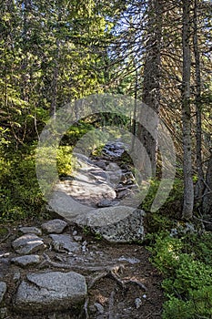 Footpath in coniferous forest, High Tatras mountains, Slovakia