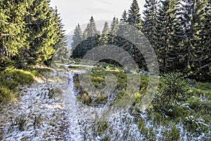 Footpath in coniferous forest, Little Fatra mountains, Slovakia