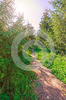 Footpath among coniferous trees