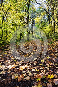 The footpath is covered with carpet of fallen leaves in the autumn forest on the mountainside