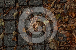 Footpath covered with fallen leaves