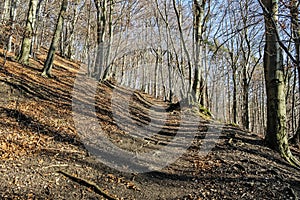 Chodník v listnatom lese, vrch Vapec, Strážovské hory, Slovensko