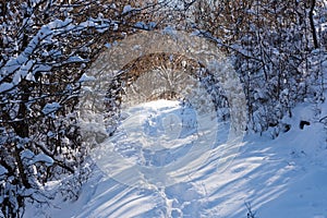 Footpath in deep snow through snow covered forest