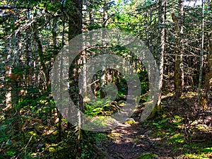 Footpath Through Dense Woods, Dappled Sunlight