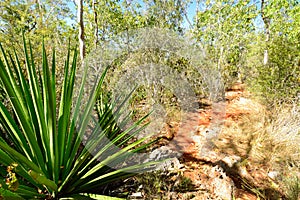 Footpath in the Desembarco del Granma National Park on Cuba photo