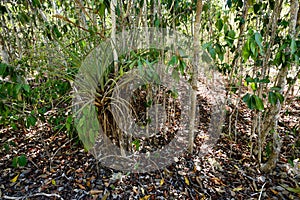 Footpath in the Desembarco del Granma National Park on Cuba photo