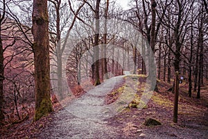 Footpath through an English Woodland