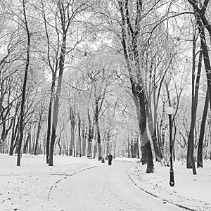 Footpath in a fabulous winter city park