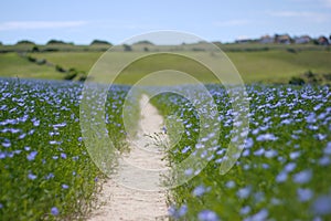 Footpath through a flax field in South England