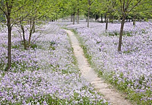 Footpath through flower field