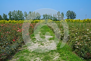 Footpath between flowering fields in sunny summer