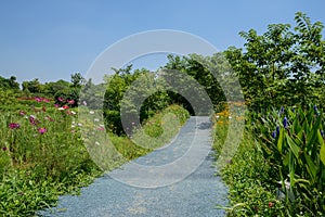 Footpath in flowers at sunny summer noon