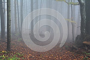 Footpath through foggy forest