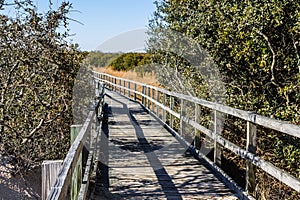 Footpath Through Foliage at Back Bay National Wildlife Refuge